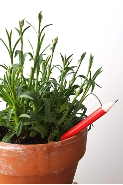 Растущий карандаш#1