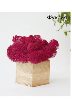 Стабилизированный мох в деревянном кубе большой#1